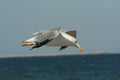 Hovering Seagull