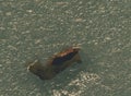 Hovering twig in ice, frozen lake. Broken branch traped in ice