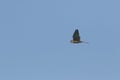 A hovering Kestrel, Falco tinnunculus, in flight hunting for food. Royalty Free Stock Photo