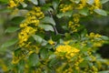 This is how the barberry blooms