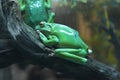 frog Royalty Free Stock Photo