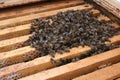How bees winter in the hive. Overview of bee hive in winter. Wintering bees. Royalty Free Stock Photo