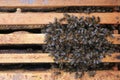 How bees winter in the hive. Overview of bee hive in winter. Wintering bees. Royalty Free Stock Photo