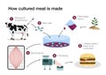 How cultured lab grown meat is made Royalty Free Stock Photo