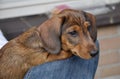How curious can a wire haired Dachshund puppy be?