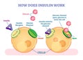 How does insulin work, illustrated vector diagram. Educational medical information. Royalty Free Stock Photo