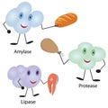 How enzymes work. Fermentation and disgestion food