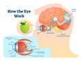 How eye work medical illustration, eye - brain diagram Royalty Free Stock Photo