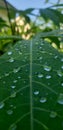 How the fallen leaves are the same as her tears, always every day Royalty Free Stock Photo