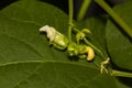 this is how green beans form Royalty Free Stock Photo