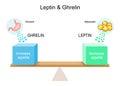 How hormones ghrelin and leptin work Royalty Free Stock Photo