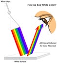 How human eye see white surface infographic diagram physics mechanics dynamics science