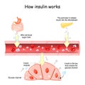 How insulin works. Insulin and glucose in biological cell Royalty Free Stock Photo