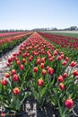 How many dutch tulips would you like?