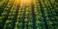 How a modern irrigation pivot system efficiently waters crops with precision at a close range.