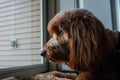 How much is the doggie in the window? Dog looking out a window.