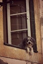 How Much is that Doggy in the Window? Royalty Free Stock Photo