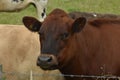 How Now Brown Cow Chewing The Cud Royalty Free Stock Photo