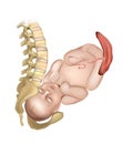 How the pelvis is designed for childbirth. Anatomy of pregnancy and birth. Baby in the birth canal. Female pelvis