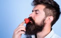 That is how tastes summer. Strawberry healthy snack. Man handsome hipster with long beard eating strawberry. Hipster