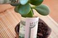 Money tree brings money. leaves with dollars Royalty Free Stock Photo