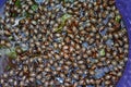 How to control colorado beetle organically by hand-picking beetles, larvae and throwing them in a bucket with soapy water