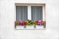 How to create a beautiful flower garden to window. Here is an attractive combination Royalty Free Stock Photo