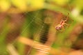 How to Create The Spiderweb for Leucauge Blanda Royalty Free Stock Photo