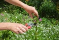 How to deadhead lilies to keep the flowers coming. Gardener deadhead lilies. Royalty Free Stock Photo