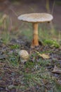 How to distinguish edible mushrooms from inedible poisonous