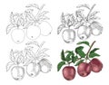 How to draw an apple branch step by step Royalty Free Stock Photo