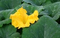 How to eat pumpkin flowers. Pumpkin Flower: Nutrients, Benefits, and Uses