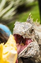 How to feed iguana