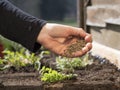 How to feed your vegetable seedlings