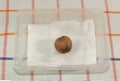 How to germinate avocado concept. Avocado seed on wet napkin Royalty Free Stock Photo