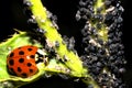 Ladybugs and Aphids, how to get rid of garden and greenhouse pests with lady beetles in Organic methods Royalty Free Stock Photo