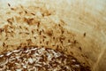 Moths or termites in a water tank