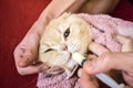How to give a cat liquid medicine. Ways to give a cat a pill. A Royalty Free Stock Photo