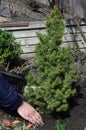 How to grow and care for the dwarf Alberta spruce, Picea glauca Conica. Transplanting an evergreen dwarf Alberta spruce, Picea