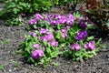 How to grow and care for primrose. A close-up on a blooming primula, primrose plant with pink small flowers in the flowerbed in