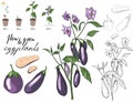 How to grow eggplants. Isolated fresh vegetables, different sorts