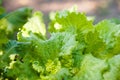 How to grow lettuce leaves in summer. Seedlings of lettuce, horticulture, farming. Natural textural floral background Royalty Free Stock Photo