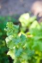 How to grow lettuce leaves in summer. Seedlings of lettuce, horticulture, farming. Natural textural floral background Royalty Free Stock Photo