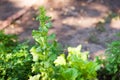 How to grow lettuce leaves in summer. Seedlings of lettuce, horticulture, farming. Natural textural floral background Royalty Free Stock Photo