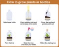 How to grow plants in bottles Royalty Free Stock Photo
