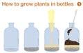 How to grow plants in bottles