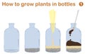 How to grow plants in bottles Royalty Free Stock Photo