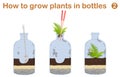 How to grow plants in bottles