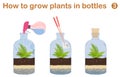 How to grow plants in bottles