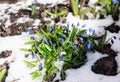 How to grow snowdrops. First spring flowers Squill covered snow